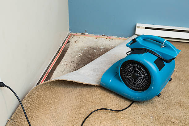 Best Ceiling water damage repair  in Wellington, CO